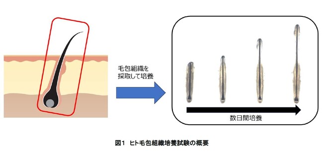 冬虫夏草エキスの毛包成長期維持作用への関与を確認