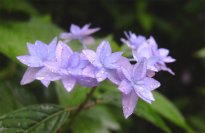 六甲高山植物園 シーボルトが紹介した幻のアジサイシチダンカ見頃＆アジサイ園期間限定公開中！