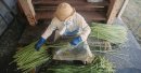 伝統工芸からむし織り|収穫からからむし引きまで一日体験 伝統工芸からむし織り|収穫からからむし引きまで一日体験