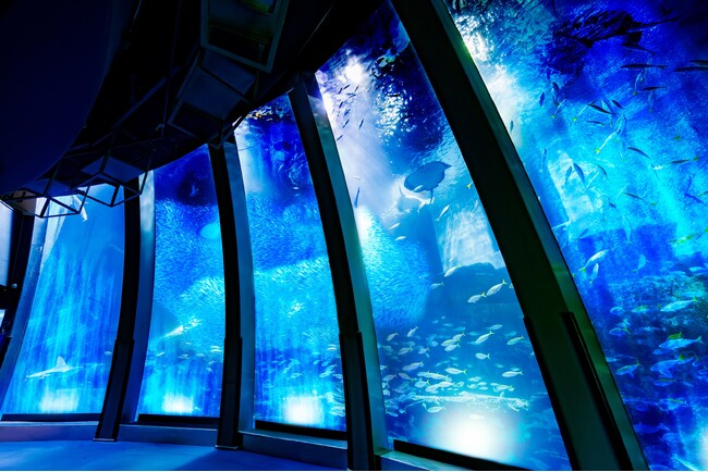 【横浜・八景島シーパラダイス】大水槽のイワシの大群泳が魅せるパフォーマンスがリニューアル　イワシ５万尾の壮大な海中ドラマ　スーパーイワシイリュージョン～輝く群れの奇跡～