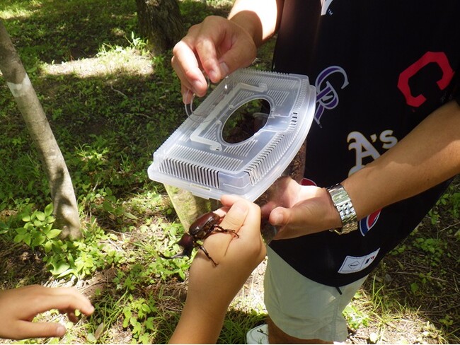 【JAF宮城】蔵王で夏の思い出づくりを！「JAFデー カブトムシ捕り体験 in ことりはうす」を開催します