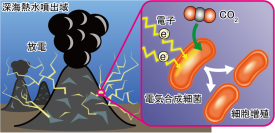 【横浜市立大学】深海熱水噴出域に電気エネルギーを使って増殖する細菌がいることを実証