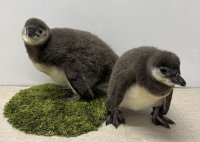 【すみだ水族館】この春生まれたペンギンの赤ちゃん「じんべえ」と「きび」
大人への第一歩となるプールデビューが決定