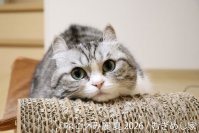 “猫まみれ”で癒される！人気スター猫の新作＆限定グッズが集結　200万人を動員した「ねこ休み展」夏の本祭が8/21(金)～開催