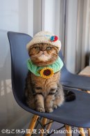展示作品：torachanthecat