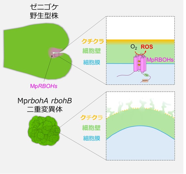 植物が秩序だった形をつくるための活性酸素の役割を解明 ～活性酸素種を能動的に生成する酵素が細胞の分裂・分化を協調的に制御する～