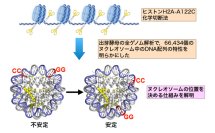 遺伝子制御の基盤となる新しい規則を発見