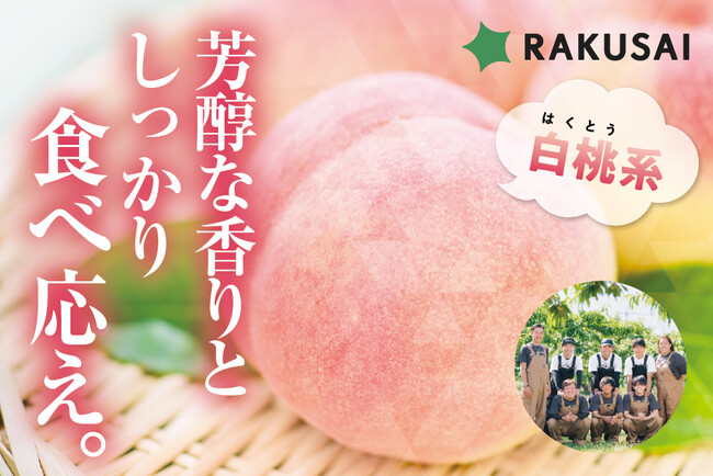 完売必至！Playest　JAPANさんが作る 『朝採れ桃 白桃系』(山梨県産)