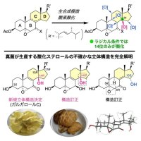 【大阪工業学】キノコの効能に関わる分子を解明 希少な酸化ステロールの人工合成に成功