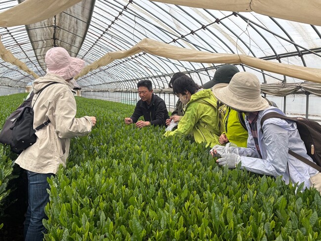 【埼玉県入間市】”狭山茶”新茶イベント振り返り特集 その１「茶摘み体験バスツアー」