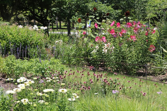 ペレニアルガーデンの夏の花壇【国営海の中道海浜公園】