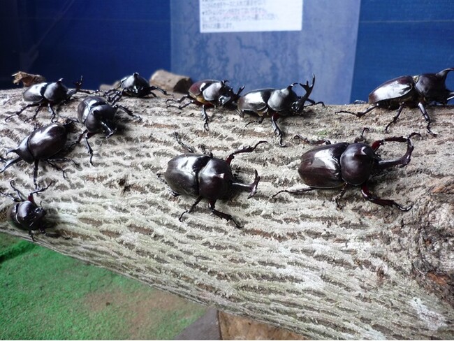 【JAF富山】カブトムシやクワガタを手に取って観察できる体験型イベント「夏休み親子体験！昆虫に触れ合おう！」参加者募集
