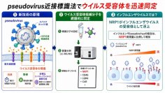 「ウイルス受容体」の迅速解析法を開発 〜未知のパンデミックウイルスの緊急解析にも有用〜