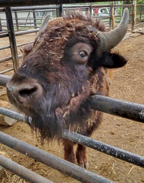 【釧路市動物園】アメリカバイソンを一般公開しています