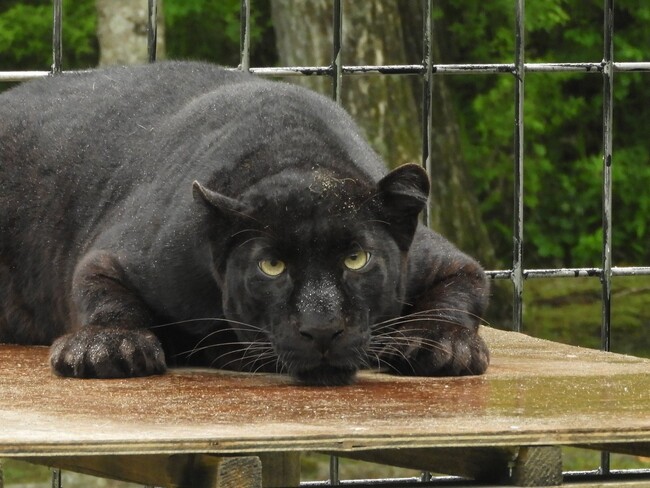 【釧路市動物園】クロヒョウを一般公開しています