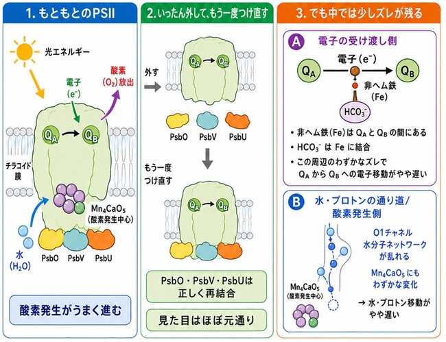 光化学系IIの表在性タンパク質を再構成した構造から酸素発生活性低下の一因を解明