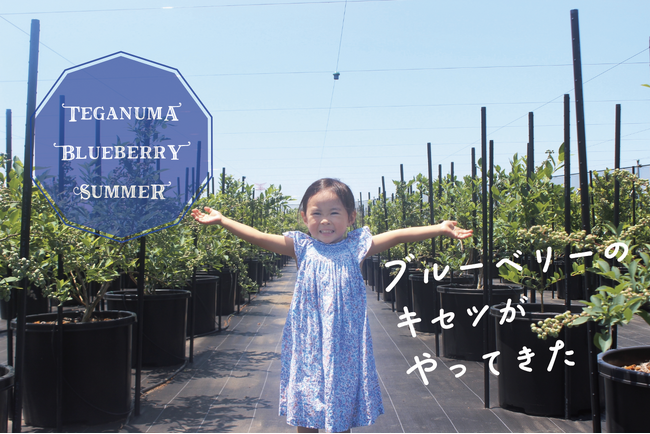 【柏市】\8月16日まで/手賀沼ブルーベリーサマー2026開催中