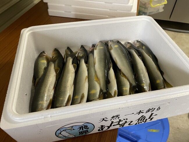 豊洲へ、7年目。天然鮎「飛騨のあばれ鮎」-解禁初日から20センチ超、室田名人も唸る今年の出来。