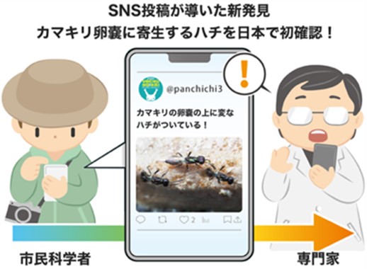 SNS投稿が導いた新発見　カマキリ卵嚢に寄生するハチを日本で初めて発見！ ～市民の観察と専門家の研究をつなぐ新しい発見の形～