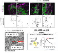 【学習院大学・岡山理科大学・東京都健康長寿医療センター・金沢大学・東京大学】ミトコンドリアとメラノソームの接触がメラニン色素形成を制御−メラニン色素形成を支える細胞内機構を解明−