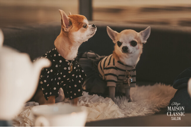 高輪ゲートウェイ駅ナカの開放的なテラス席で「MAISON CLASSIC SALON」、7月24日（金）に『DOG TERRACE NIGHT vol.2』開催