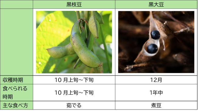 おせち料理にも欠かせない特産品 丹波篠山市発祥の「丹波黒」の植え付けが最盛期を迎えました
