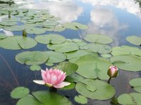 軽井沢レイクガーデンサマーシーズン＆オータムシーズンサマーシーズンは、ユリやスイレン等、夏の草花と、バラの2番花が見ごろを迎えます。