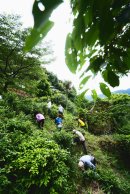 農家の方たちと茶摘みのお手伝い風景2 農家の方たちと茶摘みのお手伝い風景2