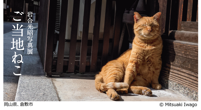 ＜この夏、杜の街グレースで“日本全国ねこ旅“へ＞岩合光昭写真展「ご当地ねこ」岡山・四国エリア初開催！7月7日より、お得な前売券を販売開始