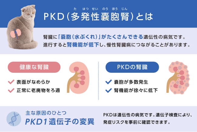ネコの多発性嚢胞腎に関わる遺伝子変異、減少傾向を確認