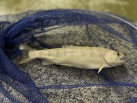 ～ AIで、日本の養殖を『予測可能』な産業へ ～
京王電鉄とNōka.AI、日本初の「生物学的推論AI」を活用した奥多摩やまめ養殖最適化プロジェクトを開始