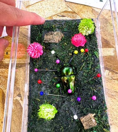 【福岡県大木町】７月３１日（金）、８月１日（土）カブクワ　昆虫標本づくり体験イベント開催！