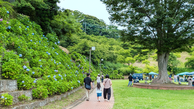 【千葉県印西市】地域コーディネーターと市民が咲かせた！市制施行30周年記念「あじさいまつり」開催レポ