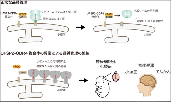 神経細胞を守る新たな品質管理機構を発見