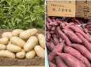 この地ならではの風土が育む 高品質な箱根西麓三島野菜 この地ならではの風土が育む 高品質な箱根西麓三島野菜