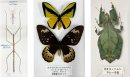 世界最大級のナナフシ(左)とゴライアストリバネアゲハ(中央)、右は葉っぱに擬態するオオコノハムシ