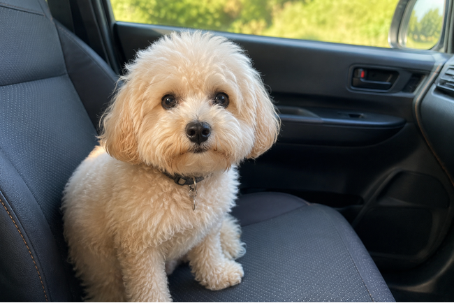 愛犬をスマホで見守れるキャンピングカーシステム「AIVIS FOR PET(アイビス フォー ペット)」誕生