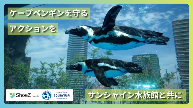 ケープペンギンの保全に関するクラウドファンディング「絶滅の危機―野生のケープペンギンをサンシャイン水族館と共に守る。」主催：ShoeZ（シューズ）　協力：サンシャイン水族館*7月13日～9月30日*