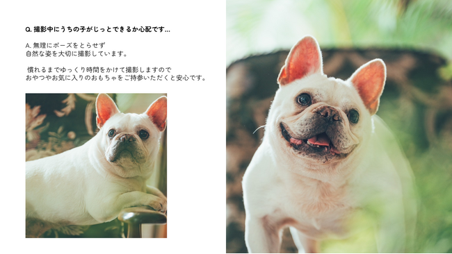 伊勢神宮から車で5分。「愛犬を、アートに。」予約1年待ちの人気フォトスタジオが、令和8年8月8日愛犬専用ブランド『once』を始動。