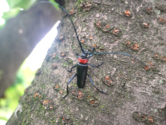 埼玉県行田市のさきたま古墳公園でクビアカツヤカミキリ捕獲活動を実施