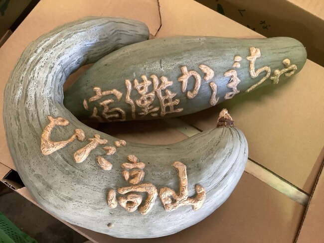かぼちゃの表皮に「祝」などの文字が浮き出る──最高3万円、飛騨高山の伝統野菜「宿儺かぼちゃ」を長寿祝い・贈答品として初の本格販売