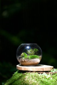 神奈川県丹沢のボスコ・オートキャンプ場が、森を持ち帰れる「苔リウム・アート」作り、「天然の清流で整うプライベートサウナ」の新サービスを提供開始