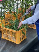 バニラの収穫 バニラの収穫