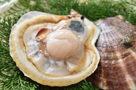 ヤマキイチ商店:泳ぐホタテ ヤマキイチ商店:泳ぐホタテ