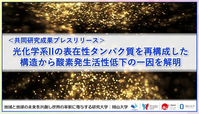 光化学系IIの表在性タンパク質を再構成した構造から酸素発生活性低下の一因を解明〔静岡大学, 岡山大学〕