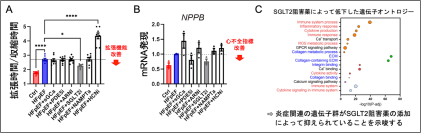 ヒトiPS細胞を用いてヒト心不全モデルを試験管の中で再現
糖尿病治療薬SGLT2阻害薬による新しい治療効果の機序を解明