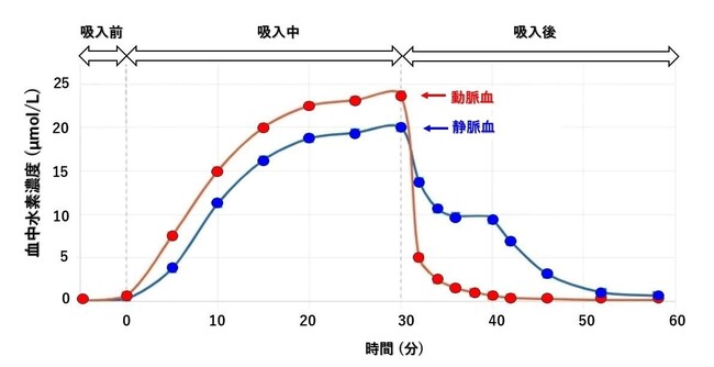 ラット組織内水素濃度の定量解析：低濃度水素吸入でも ・OH 消去に十分な水素分子供給｜MiZ ほか共同研究