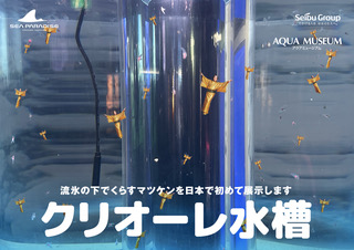 【横浜・八景島シーパラダイス】マツケンまみれまみれ島 夏の陣メインコンテンツ発表！流氷下でくらす小さなマツケンたちが泳ぐマツケン初・クリオーレ水槽【２０２６年７月１８日（土）～８月３１日（月）】