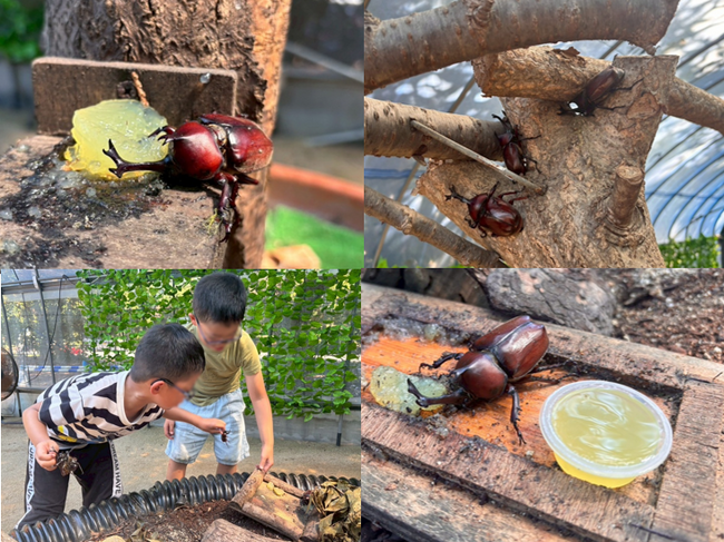 見て！触って！楽しめる！「カブトムシハウス」開催【国営海の中道海浜公園】