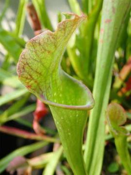 手柄山温室植物園で「食虫植物展」を開催します。